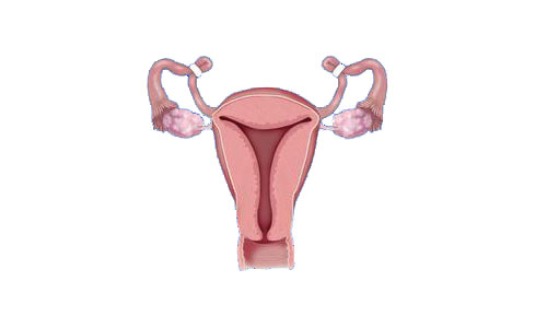 Gynecology Birthcontrol